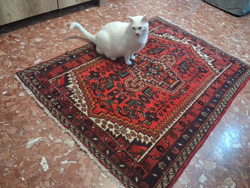 Tappeto persiano annodato - annodato, a